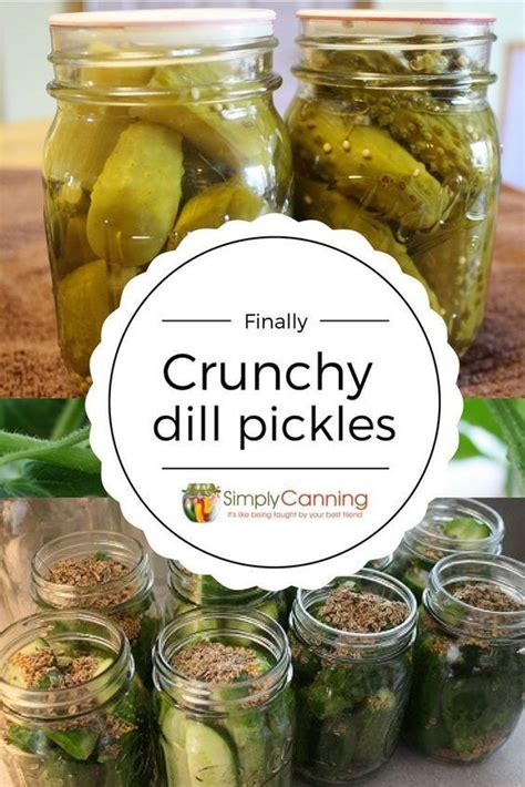 Dill Pickle Recipe: Finally, I'm Getting the Crunch! SimplyCanning ...