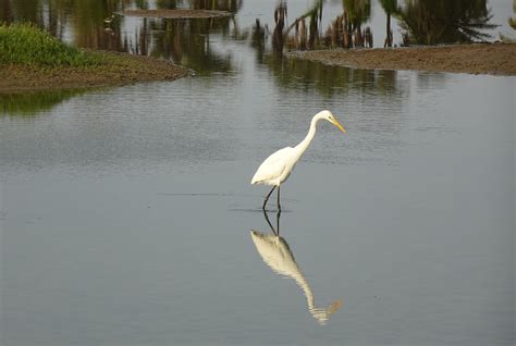 Egret Bird Animal Great - Free photo on Pixabay - Pixabay