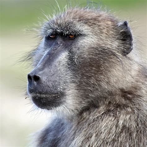 Chacma Baboon - Facts, Diet, Habitat & Pictures on Animalia.bio