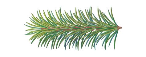 Free Pine Tree Branch Png, Download Free Pine Tree Branch Png png ...