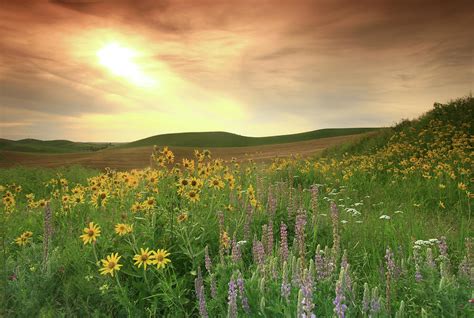 Prairie Wildflowers On The Great Plains by Imaginegolf