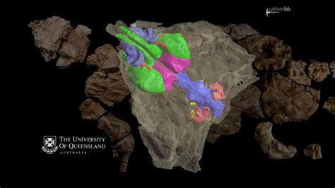 Australian ankylosaur dinosaur skull & endocast - Download Free 3D ...