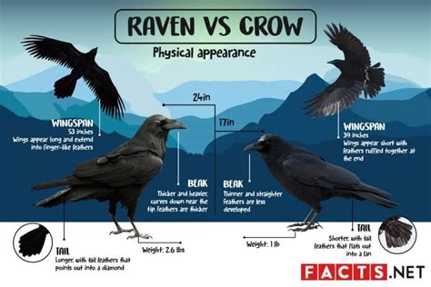 Raven VS Crow: What's The Difference? - Facts.net