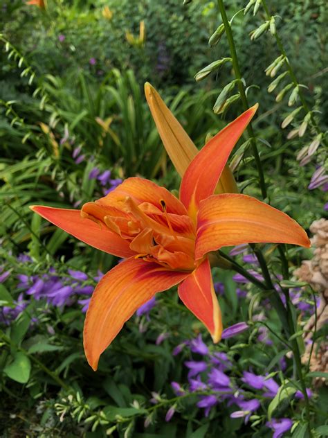 Hemerocallis fulva Kwanso – Wychwood Tasmania