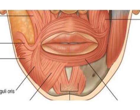 lip muscles Quiz