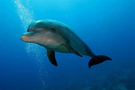 What Do Bottlenose Dolphins Eat?