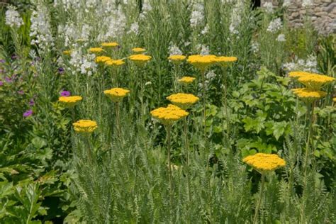 These 15 Self-Seeding Yarrow Varieties Are A Dream For Organic ...