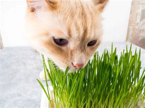 Science Says This Is The Real Reason Why Cats Eat Grass - Cole & Marmalade