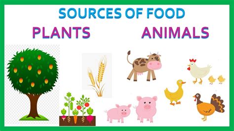 Sources of food, Plants, Animals, Primary Kids Videos - YouTube