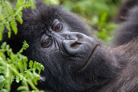 2 Day Rwanda Gorilla Trekking Tour – Gorilla Tracking Africa