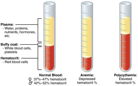 Hematocrit - Normal Range & Levels, Causes Of Low or High Hematocrit