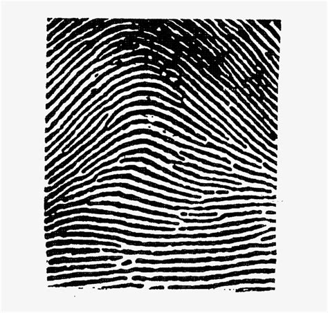 This Image Used For Decorative Purposes Only - Arch Fingerprint ...