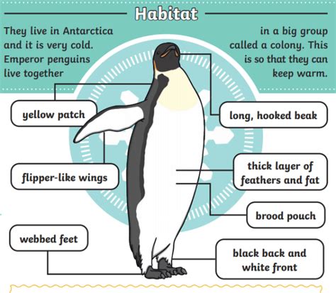 What is an Emperor Penguin? – Emperor Penguin Facts for Kids