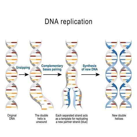 Steps Of Dna Replication Diagram