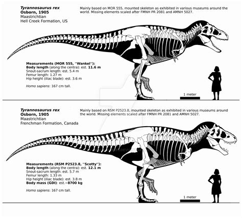 The Tyrannosaurus Genus synonym questions... : r/Dinosaurs