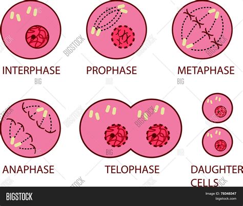 Rob16cells | Zac's Blog