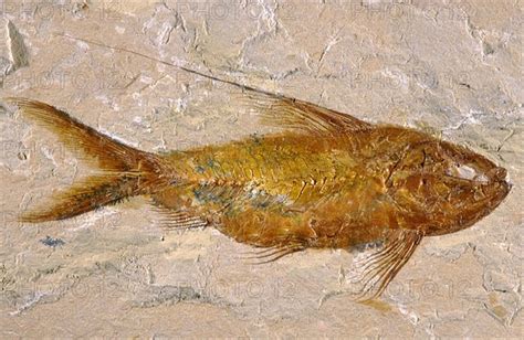 Deep Sea Fish Fossil - Photo12-imageBROKER-Phil Degginger