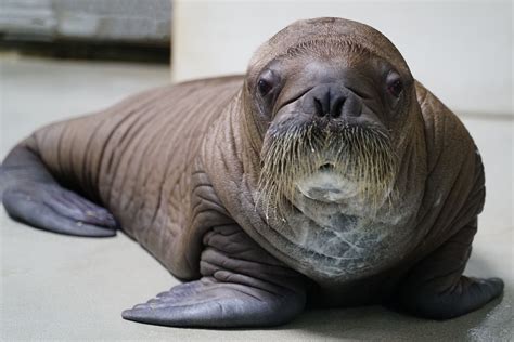 SeaWorld's Bouncing Baby Walrus