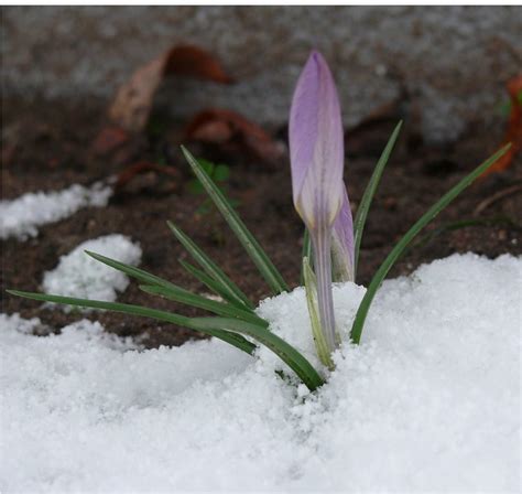 Crocus in Snow | Flickr - Photo Sharing!