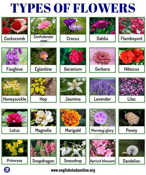 types of flowers | Types of flowers, List of flowers, Popular flowers