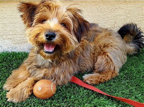 18 Yorkie Mixes Too Adorable To Be Real - BarkPost