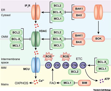 Noncanonical Cell Fate Regulation by Bcl-2 Proteins: Trends in Cell Biology