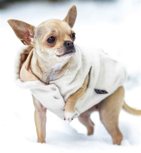 Chihuahua Clothes - The Best Coats And Outfits For Chihuahua Dogs