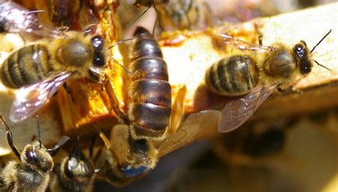 The Bee Queen Guide: Meet the Fascinating Queen of Bees