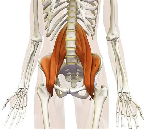 A importância do músculo iliopsoas para sua coluna e joelhos – Perto de ...