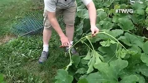 Trimming Pumpkin Vines for Better Growth - Quick Tip - YouTube