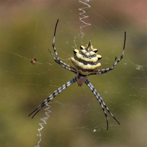 Garden Orb Spider - African Snakebite Institute