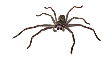 Are Huntsman Spiders Dangerous? - A-Z Animals