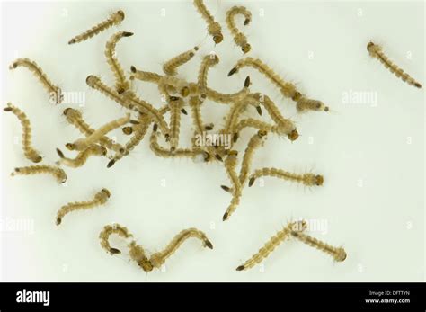 Larvae of the Asian Tiger Mosquito (Aedes albopictus) viewed from Stock ...