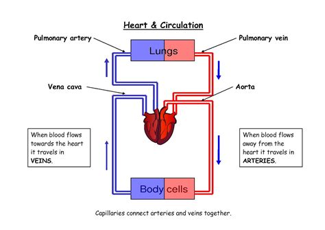 circulatory system blood flow diagram