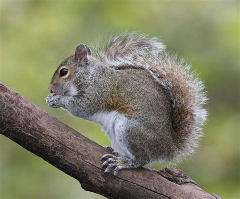 Squirrel Facts