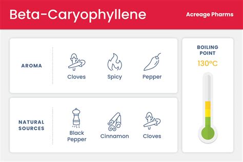 What is Caryophyllene? What Does This Cannabis Terpene Do? | Acreage