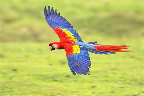 Scarlet Macaw Fly-by | Macaw, Animals, Most beautiful animals