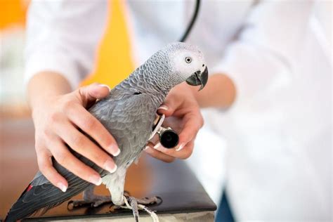 How to Tell if My Bird Is Sick? » Petsoid