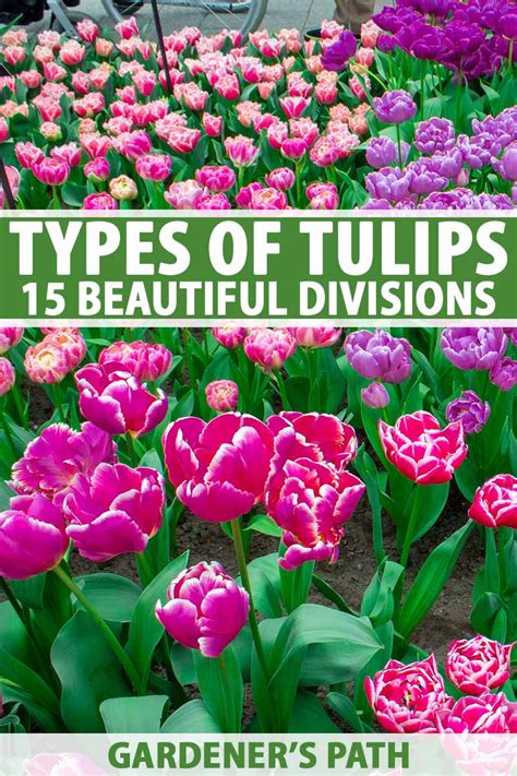 Types of Tulip Flowers: 15 Beautiful Divisions | Gardener’s Path