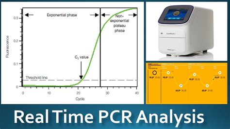 Real Time Pcr Diagram