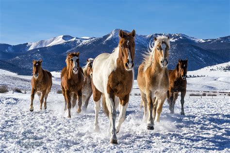 Horses in Snow - Colorado - a photo on Flickriver