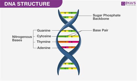 What DNA Is Present In Humans? - NEET