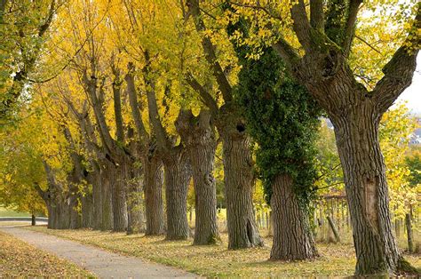 Trees Planet: Populus nigra - Black Poplar