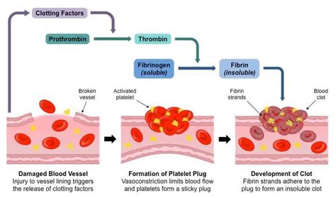 معلومات اليوم ان شاء الله في الHematology ?? Normal hemostasis? والنقاط ...