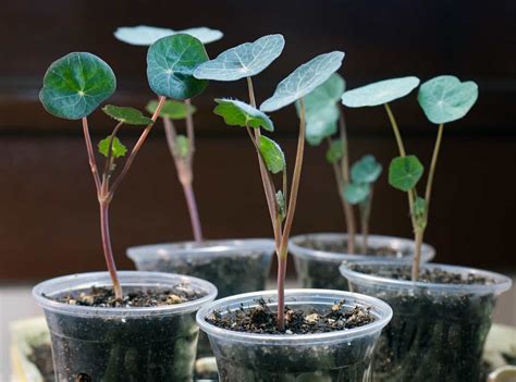 How to Plant Nasturtium - Minneopa Orchards