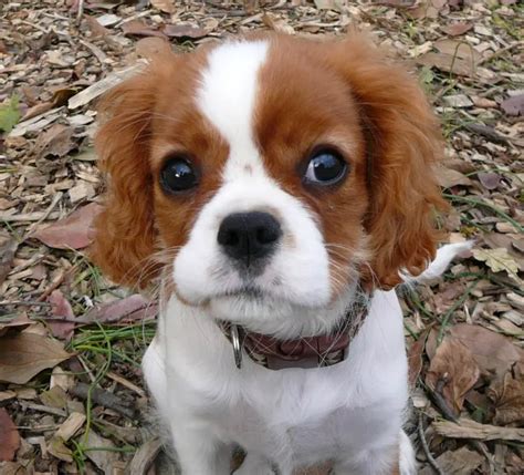 English Toy Spaniel - Pet Your Dog