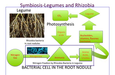 Legume Nitrogen Fixation