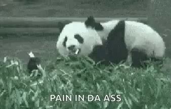 Me When Im Eating Panda GIF - Me When Im Eating Panda Hungry - Discover ...