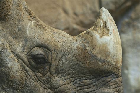 No, Legalizing Rhino Horn Probably Won’t Save Animals from Poaching ...