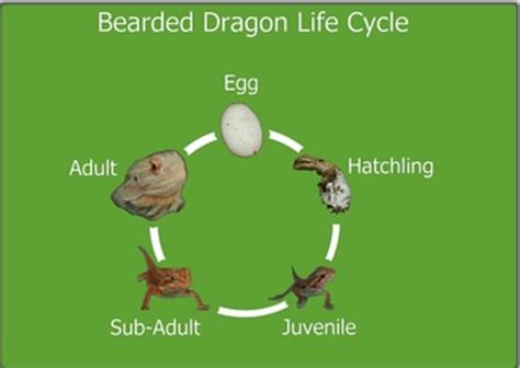 Life Cycle Of A Lizard Diagram